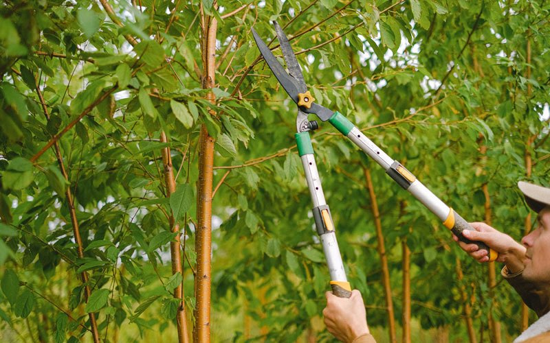 Tree trimming in Lavina, MT