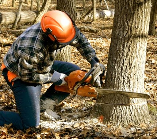 Tree Removal in Lavina, MT